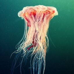 那些美到如夢似幻的海洋生物