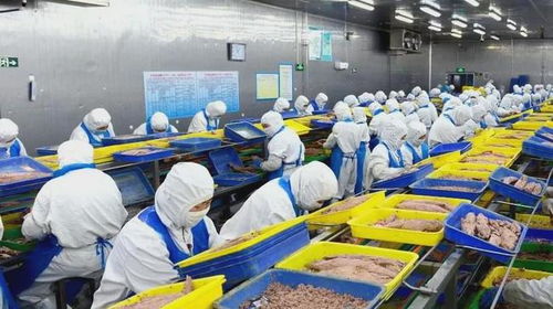 石島創新海洋科技，生物技術助力漁業產業鏈增值